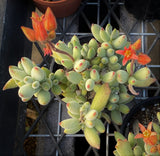 Cotyledon ladismithiensis aka kitten's paws