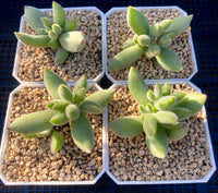 Cotyledon ladismithiensis aka kitten's paws