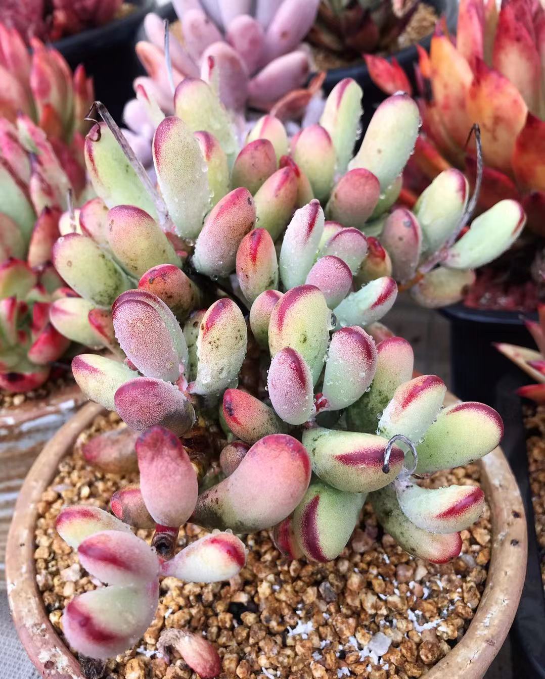White succulents 白色的多肉 – Page 2 – RNT SUCCULENTS