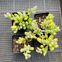 Cotyledon papillaris