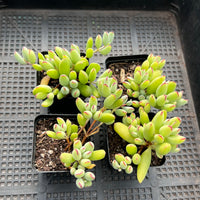 Cotyledon papillaris