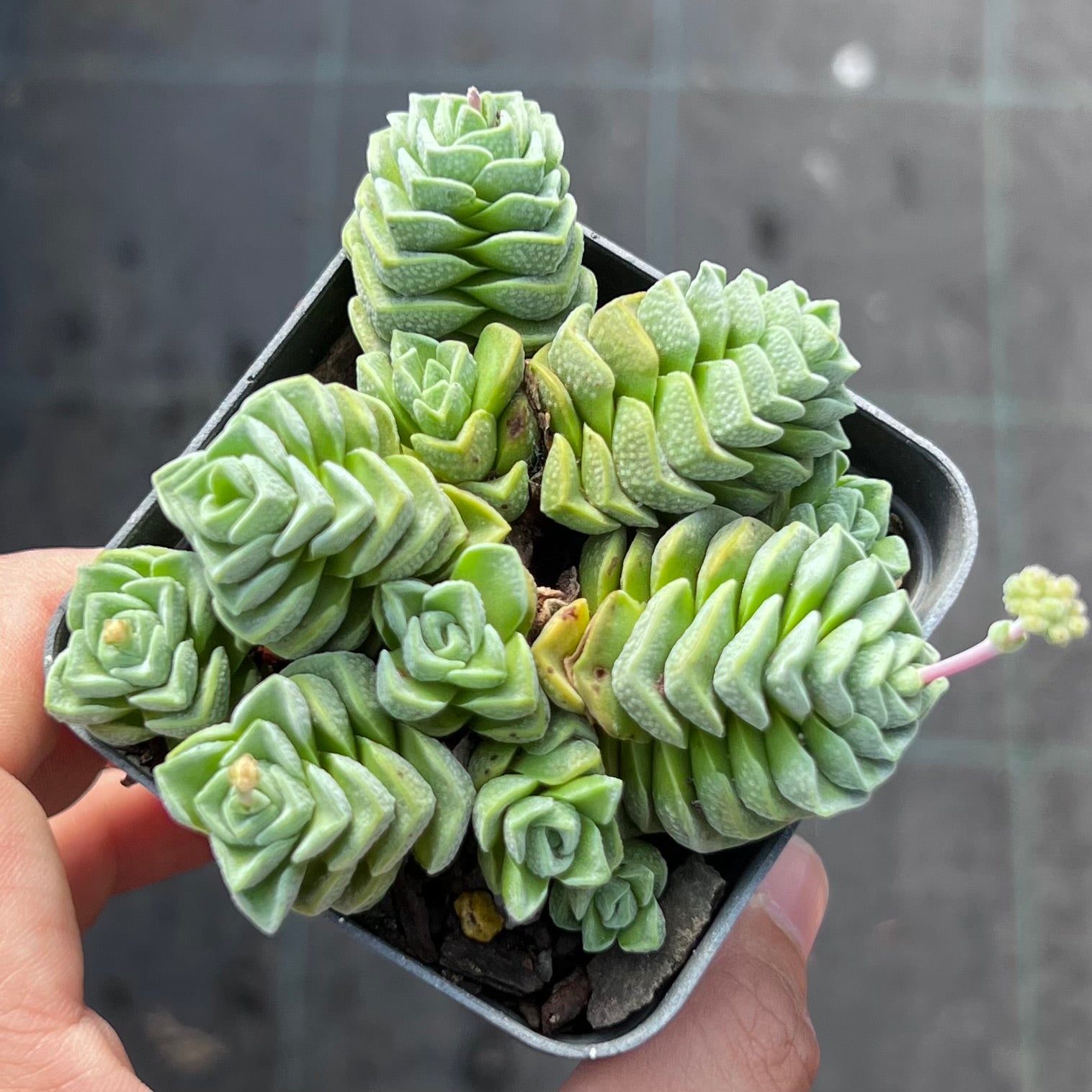 Crassula 青锁龙属 – RNT SUCCULENTS