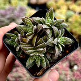 Crassula frosty
