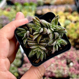 Crassula frosty