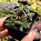 Crassula frosty