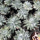 Dudleya farinosa