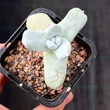 Dudleya Pachyphytum