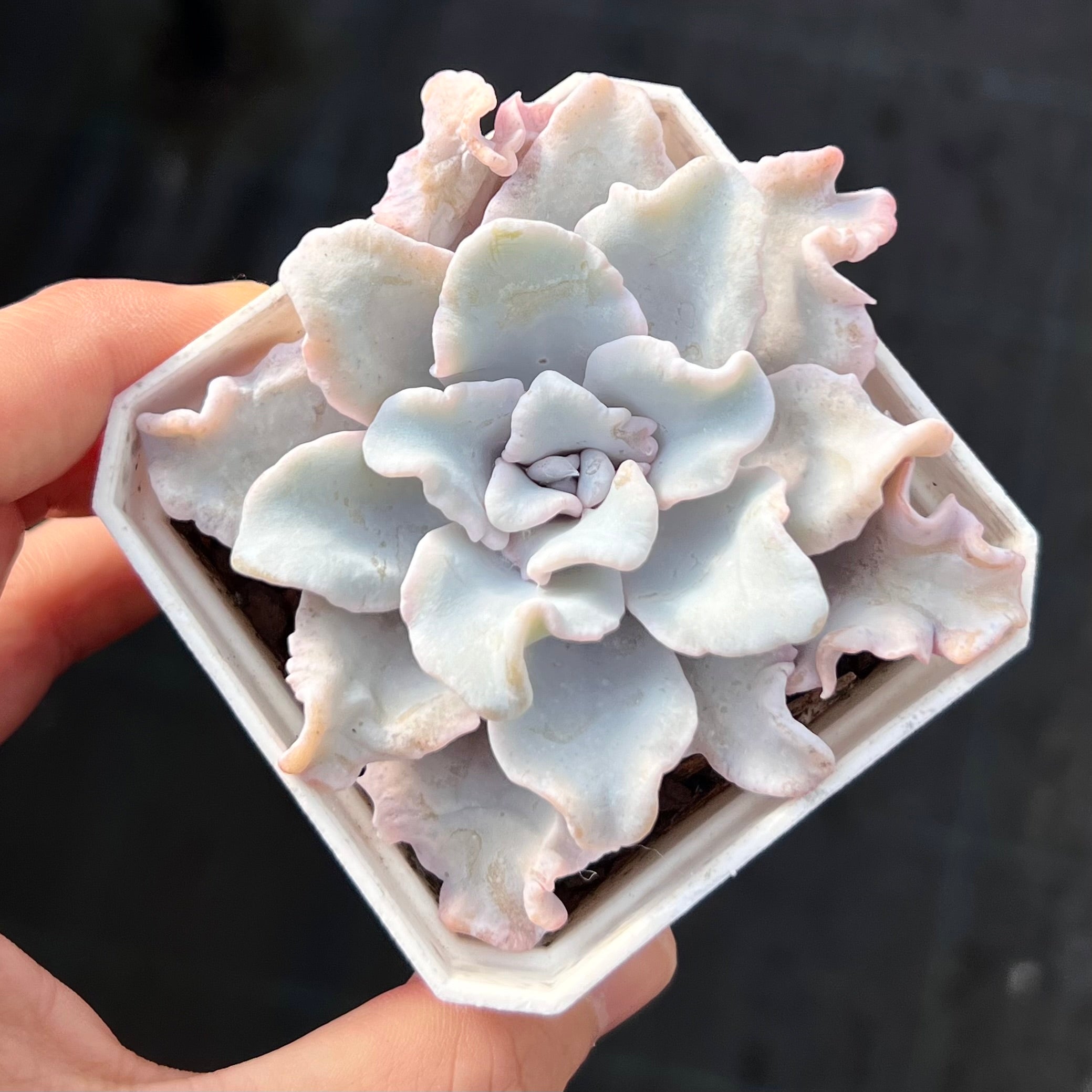 White succulents 白色的多肉– Page 2 – RNT SUCCULENTS