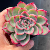 Echeveria Floriana