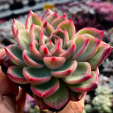 Echeveria Floriana