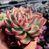 Echeveria Floriana