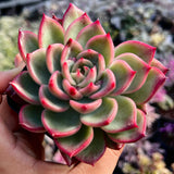 Echeveria Floriana