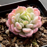 Echeveria Hugo