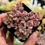 Echeveria Manaudes