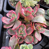 Echeveria Marijah yellow variegation