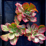 E. Marijah Red and White variegate
