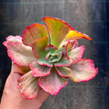 E. Marijah Red and White variegate