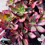 E. Marijah Red and White variegate