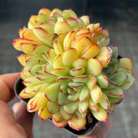 Echeveria Mexican pulidonis crest