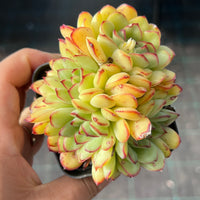 Echeveria Mexican pulidonis crest