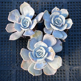 Echeveria Pollux