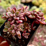 Echeveria Rezry/Manaudes variegated