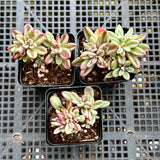 Echeveria Rezry/Manaudes variegated