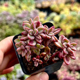 Echeveria Rezry/Manaudes variegated