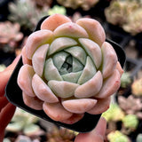 Echeveria Sarahime Botan x lilacina