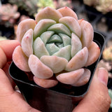 Echeveria Sarahime Botan x lilacina