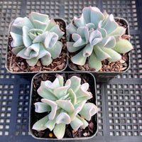 Echeveria Trumpet Pinky 'blue form'