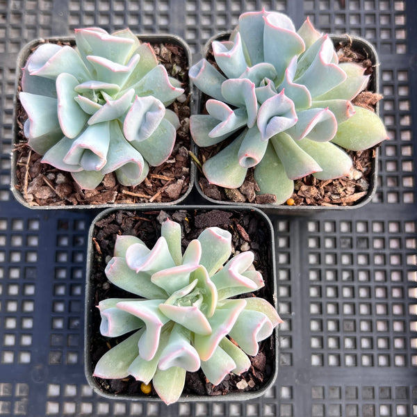 Echeveria Trumpet Pinky 'blue form'