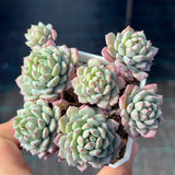 Echeveria Chrissy and Ryan Small