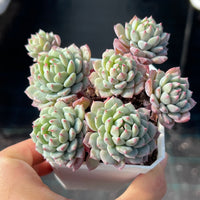 Echeveria Chrissy and Ryan Small