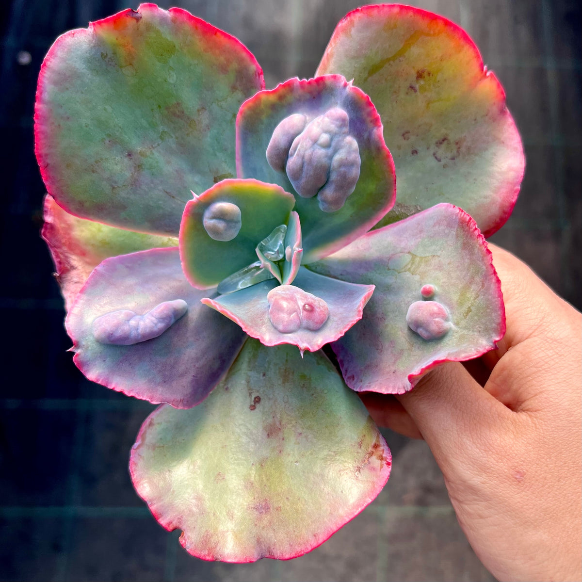 Echeveria Etna – RNT SUCCULENTS