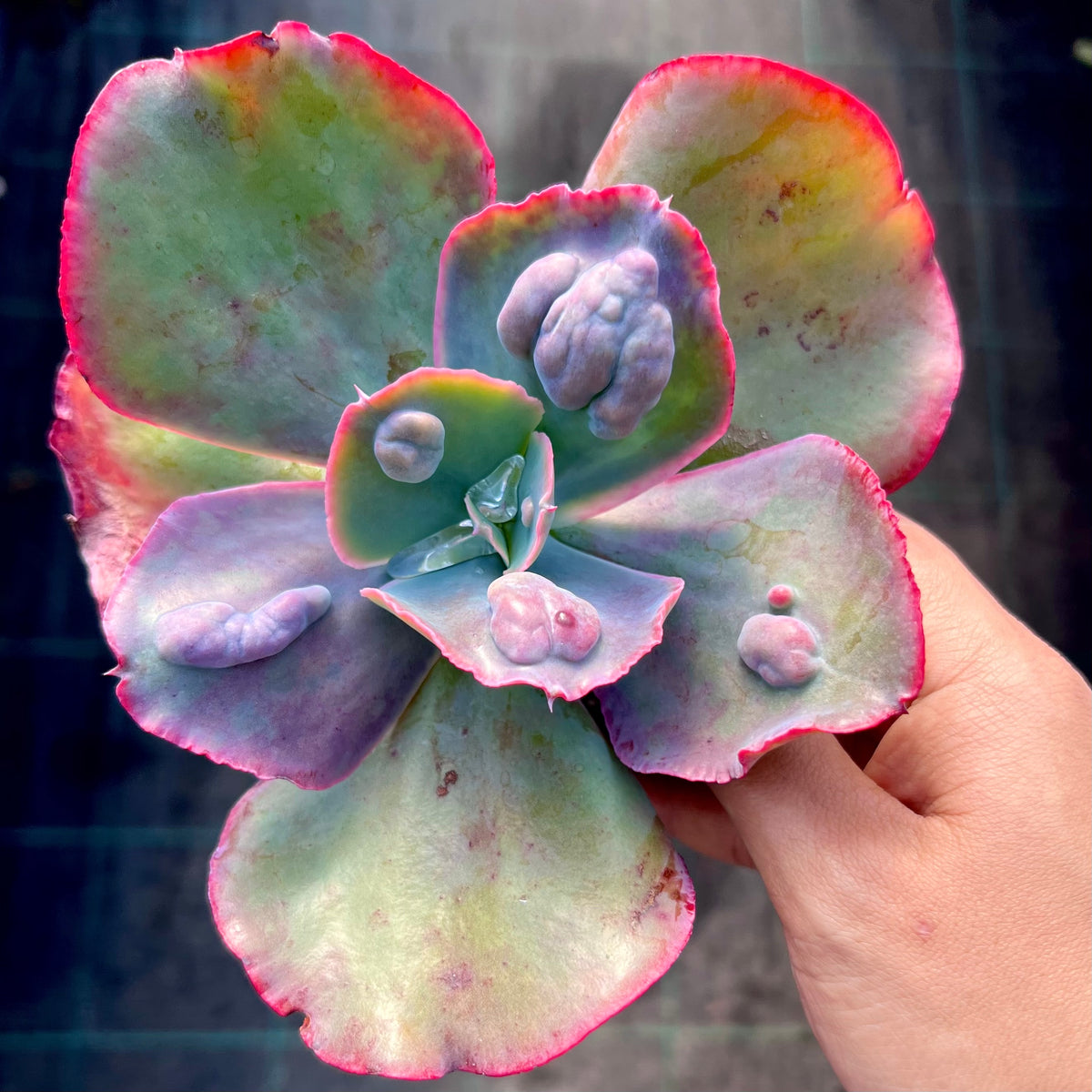 Echeveria Etna – RNT SUCCULENTS