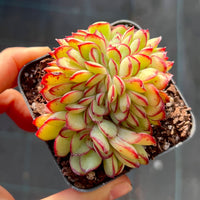 Echeveria Mexican pulidonis crest