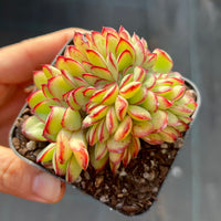 Echeveria Mexican pulidonis crest