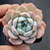Echeveria Sarahime Botan x lilacina
