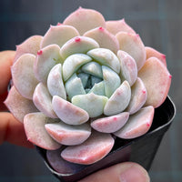 Echeveria Sarahime Botan x lilacina