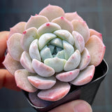 Echeveria Sarahime Botan x lilacina