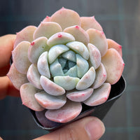 Echeveria Sarahime Botan x lilacina