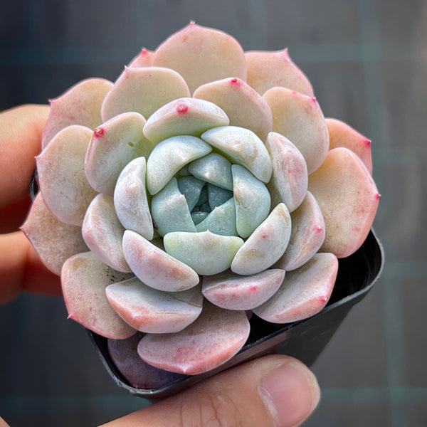 Echeveria Sarahime Botan x lilacina