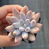 Echeveria Tolimanensis
