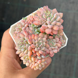 Echeveria amoena round asian form