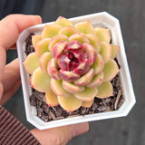 Echeveria black rose