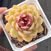 Echeveria black rose