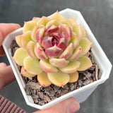 Echeveria black rose