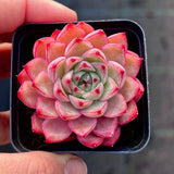 Echeveria blue diamond