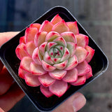 Echeveria blue diamond